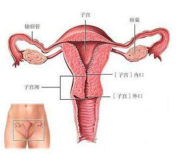 白带常规香蕉福利视频检查白带时的注意事项