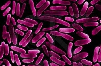 全自动白带香蕉视频免费APP针对白带常规检查球菌和杆菌