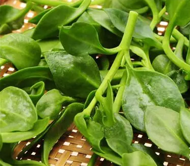 全自动白带香蕉视频免费APP厂家介绍妇科炎症的天然“灭火器”，抑菌排毒！