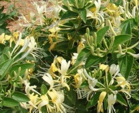 全自动妇科白带香蕉视频免费APP厂家提醒四种水可以解决妇科炎症难缠问题！