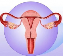 妇科阴道炎香蕉福利视频器厂家提醒女性坚持泡水喝，消炎灭菌，远离妇科炎症