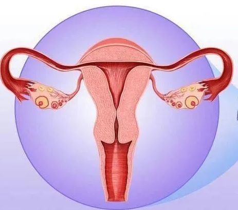 妇科阴道炎香蕉福利视频器厂家提醒女性坚持泡水喝，消炎灭菌，远离妇科炎症